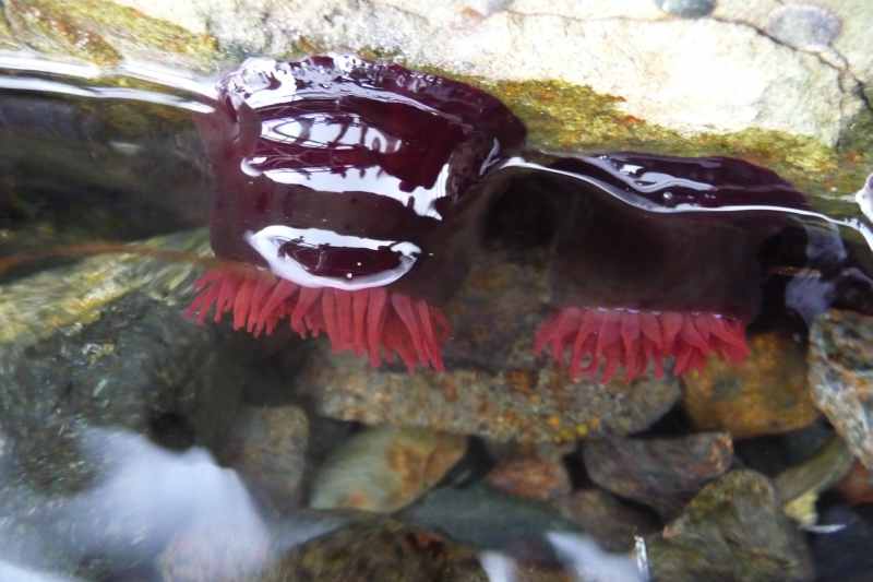 Nieuw-Zeeland 2011 - 1969